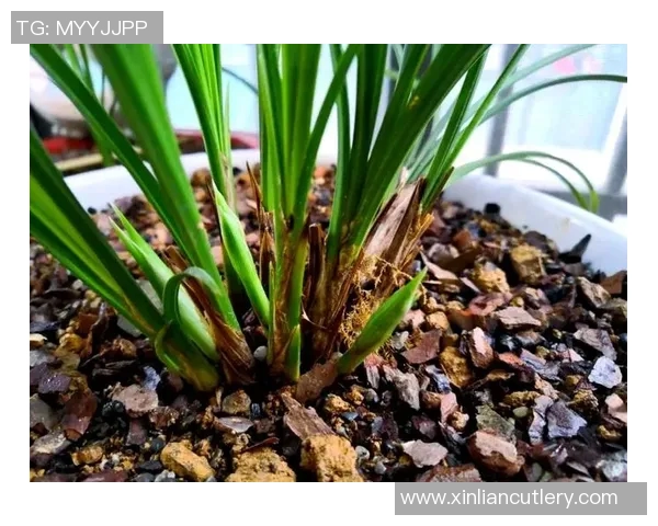 排球新手必看：从零开始的比赛经验与技巧全面指南